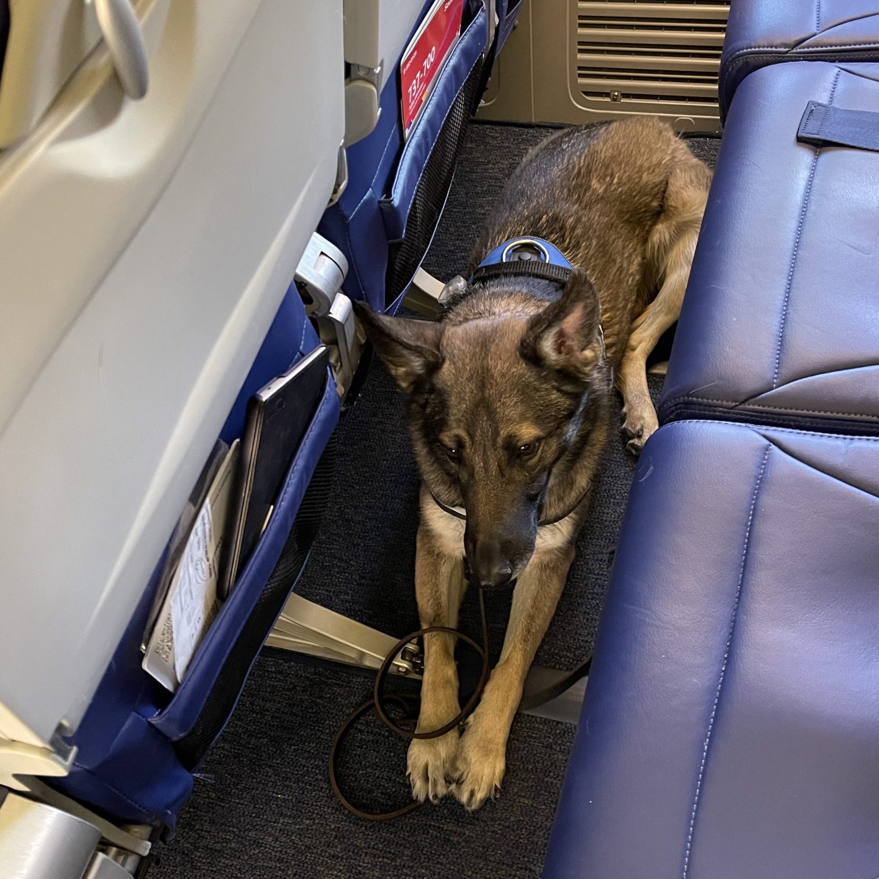 Photo of Nevina, Phil McKinney's service dog, on a flight