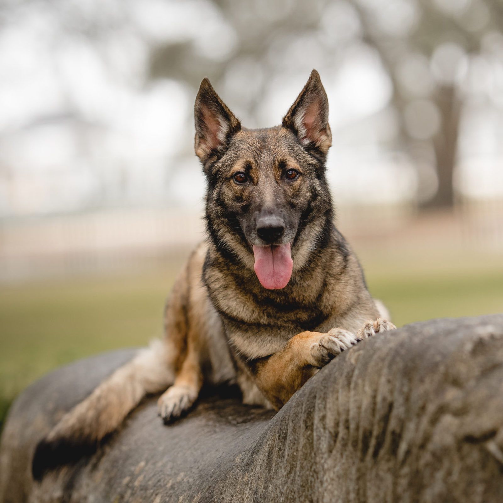 Photo of Nevina - Phil McKinney's service dog 